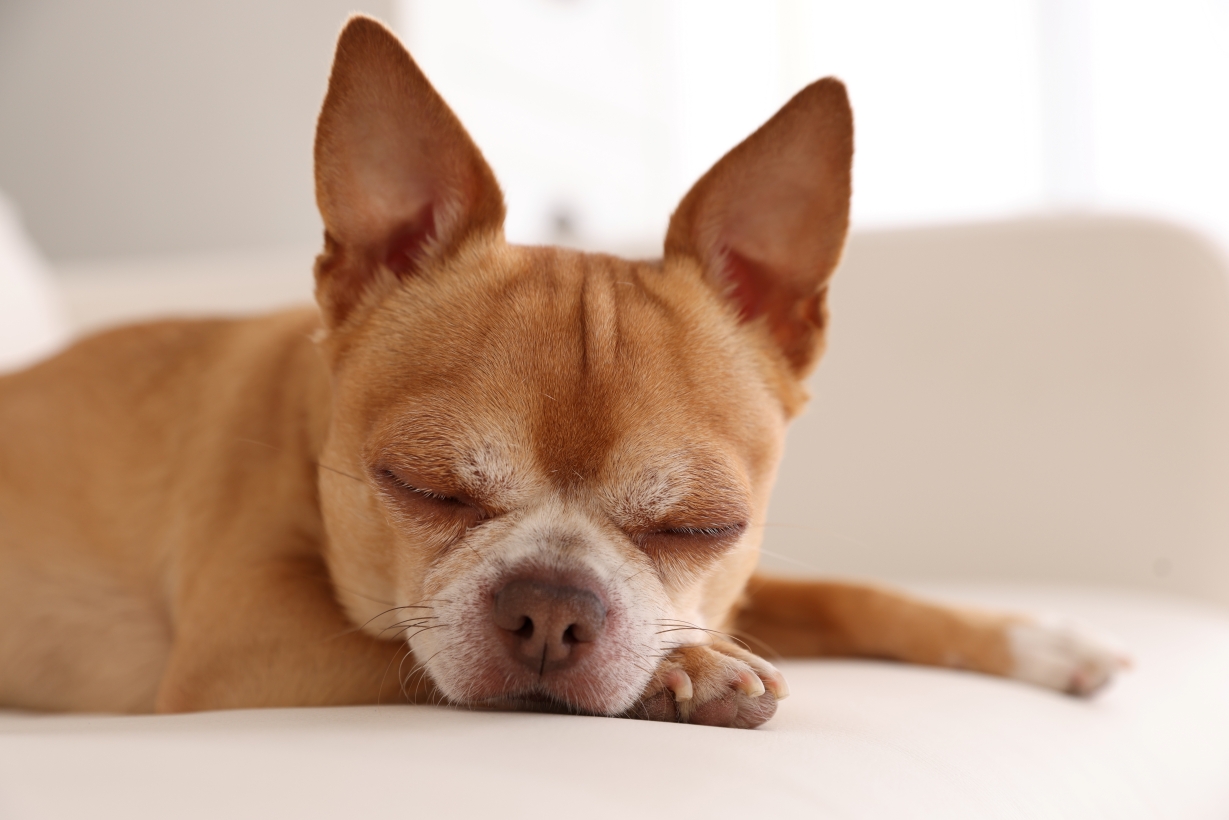 狗狗睡眠障礙